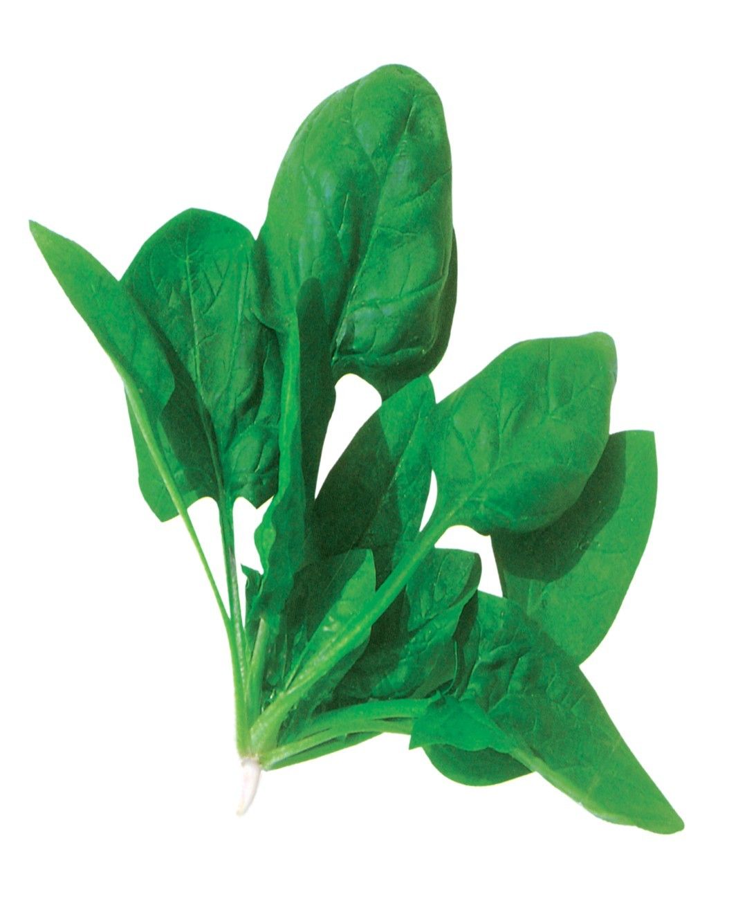 Spinach Vishesh