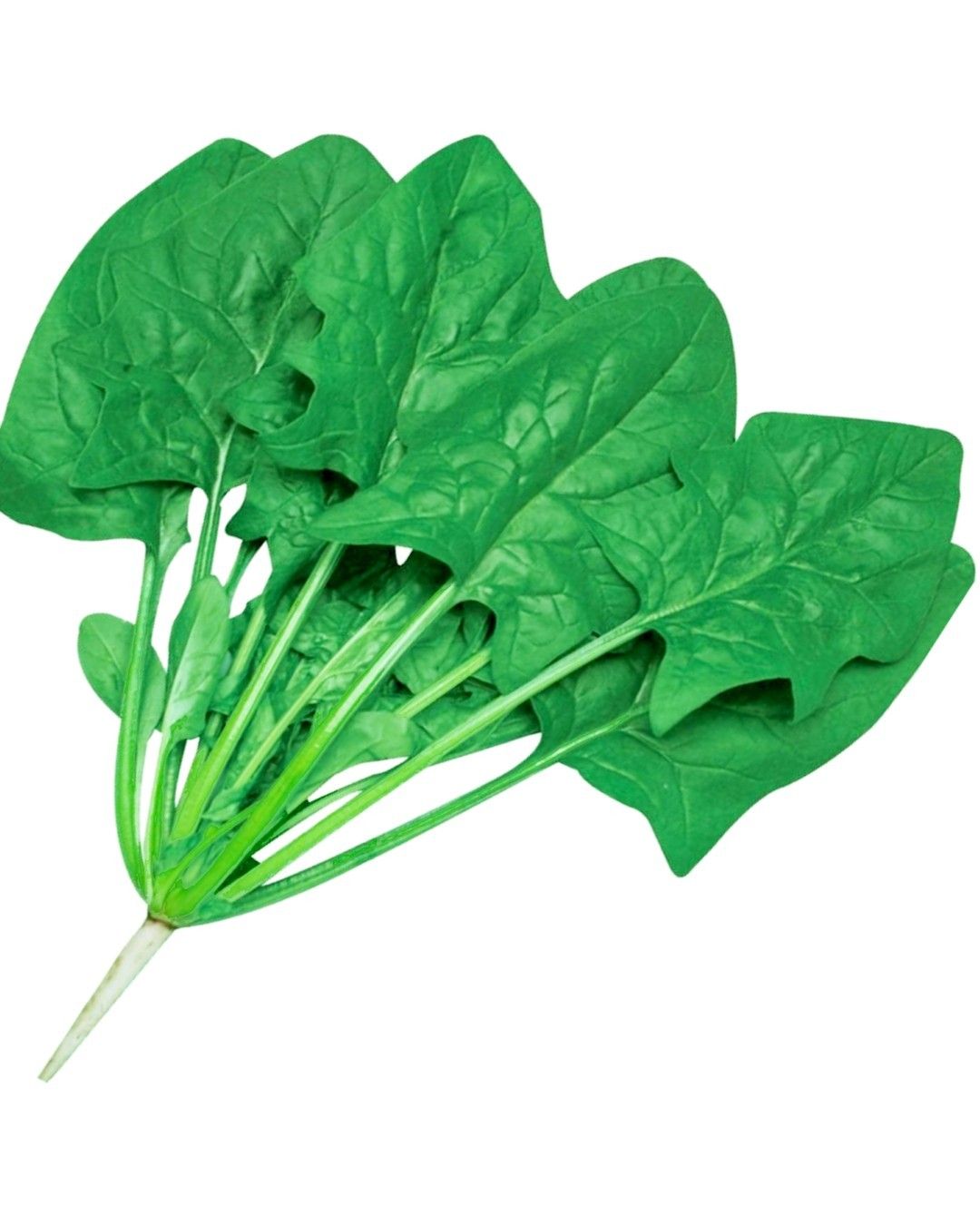 Palak Kantedar