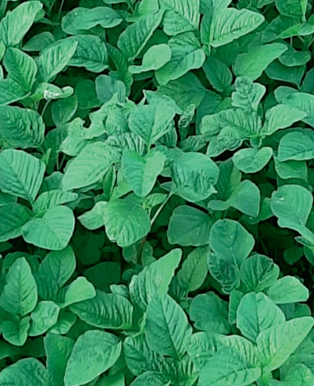 Amaranth Round Leaf