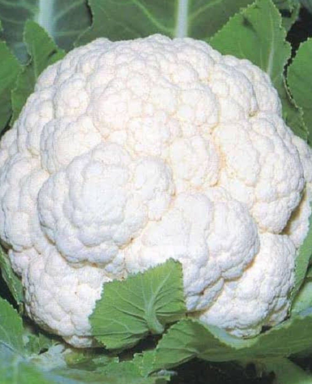 Cauliflower Aarambh