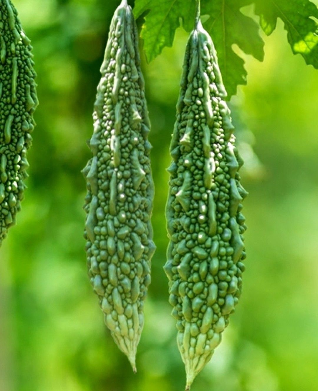 Hybrid Bitter Gourd - Manya