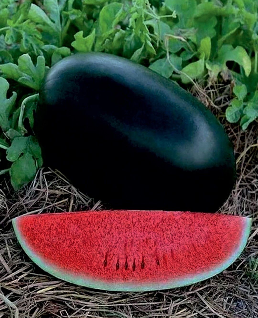 Hybrid Watermelon - Madhukar