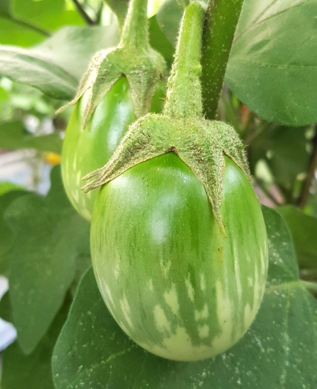 Hybrid Brinjal - Green Star