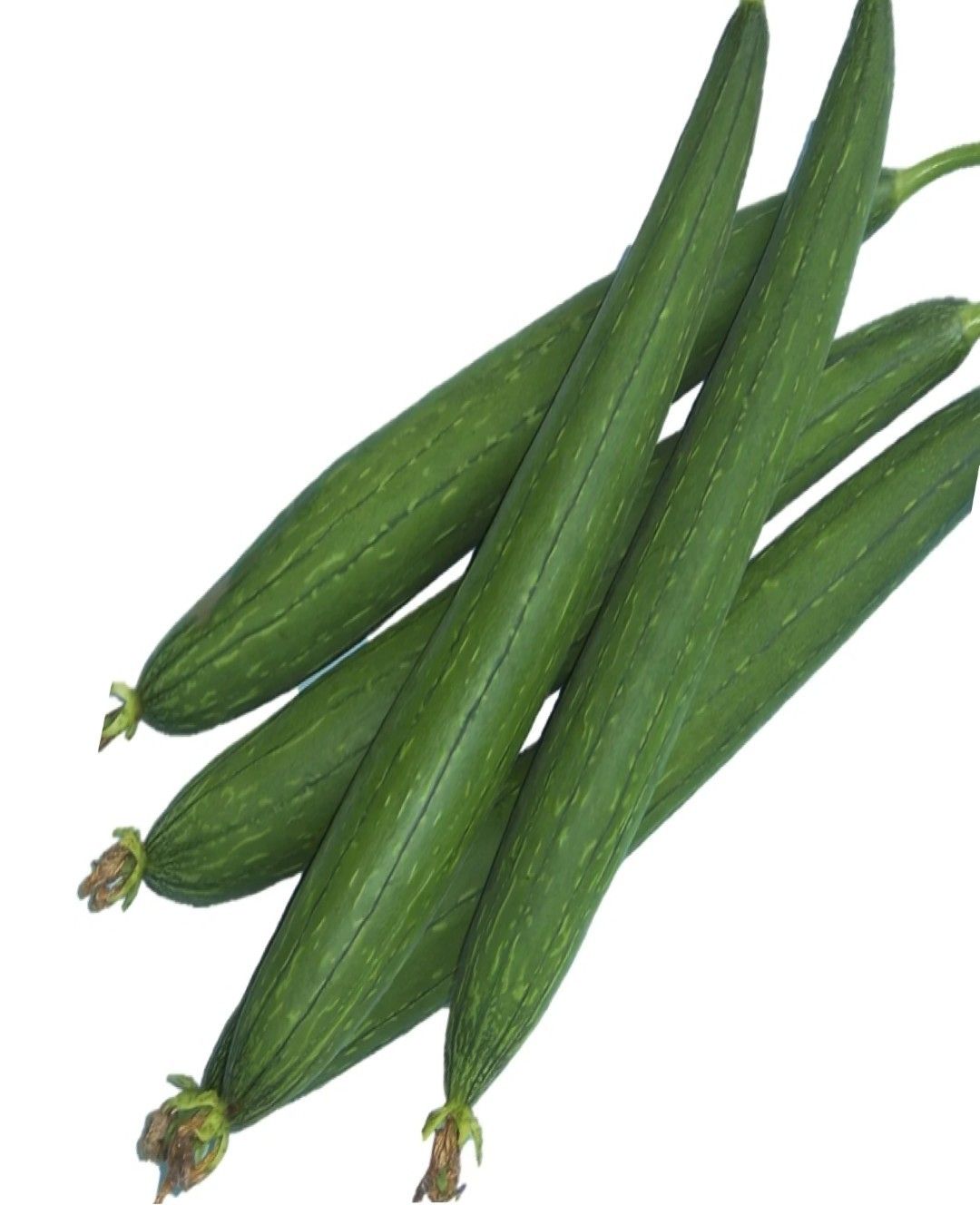 Hybrid Sponge Gourd - Simran