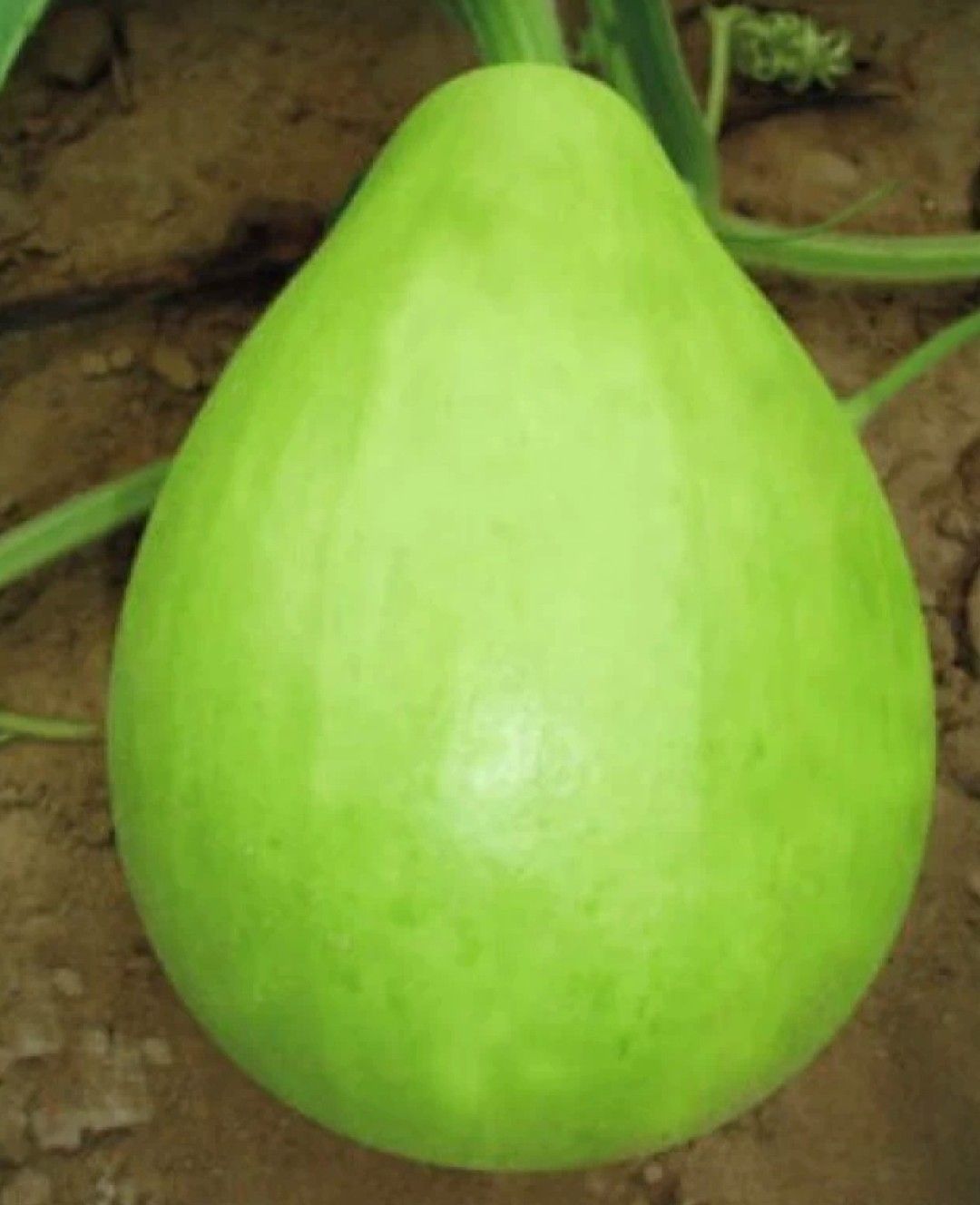 Hybrid Bottle Gourd - Globe