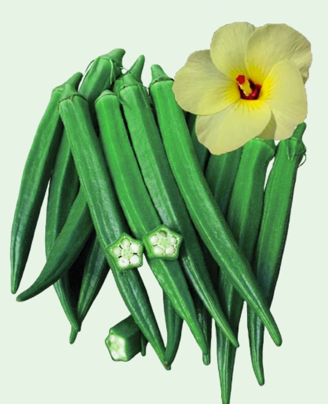 Hybrid Okra - Nidhi