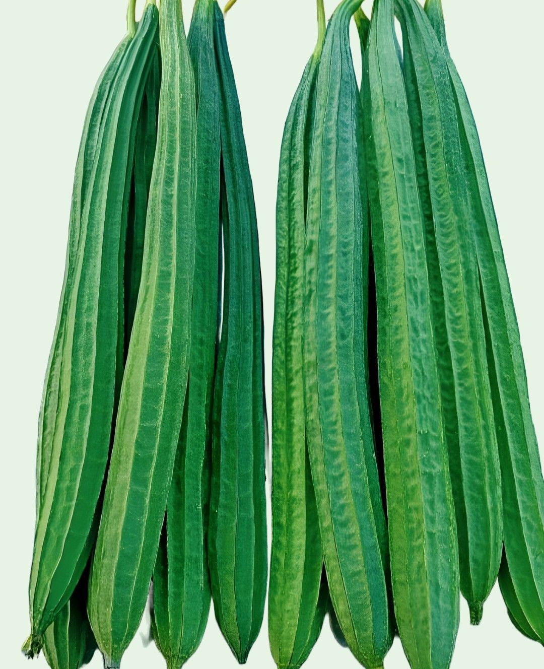 Hybrid Ridge Gourd - Nivisha