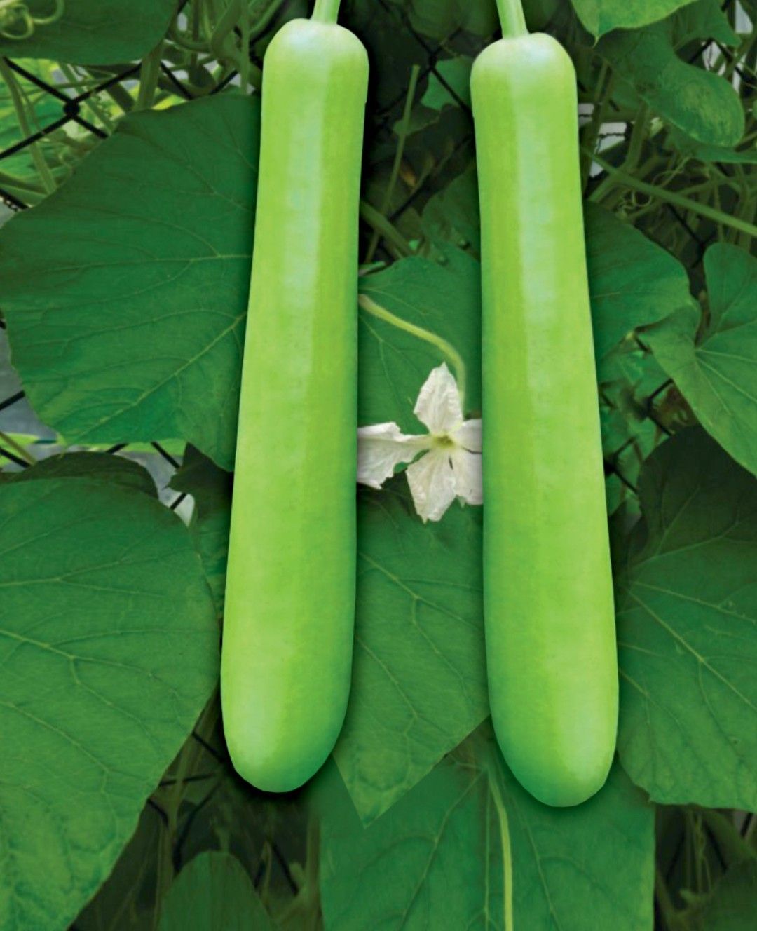 Hybrid Bottle Gourd - Gauri