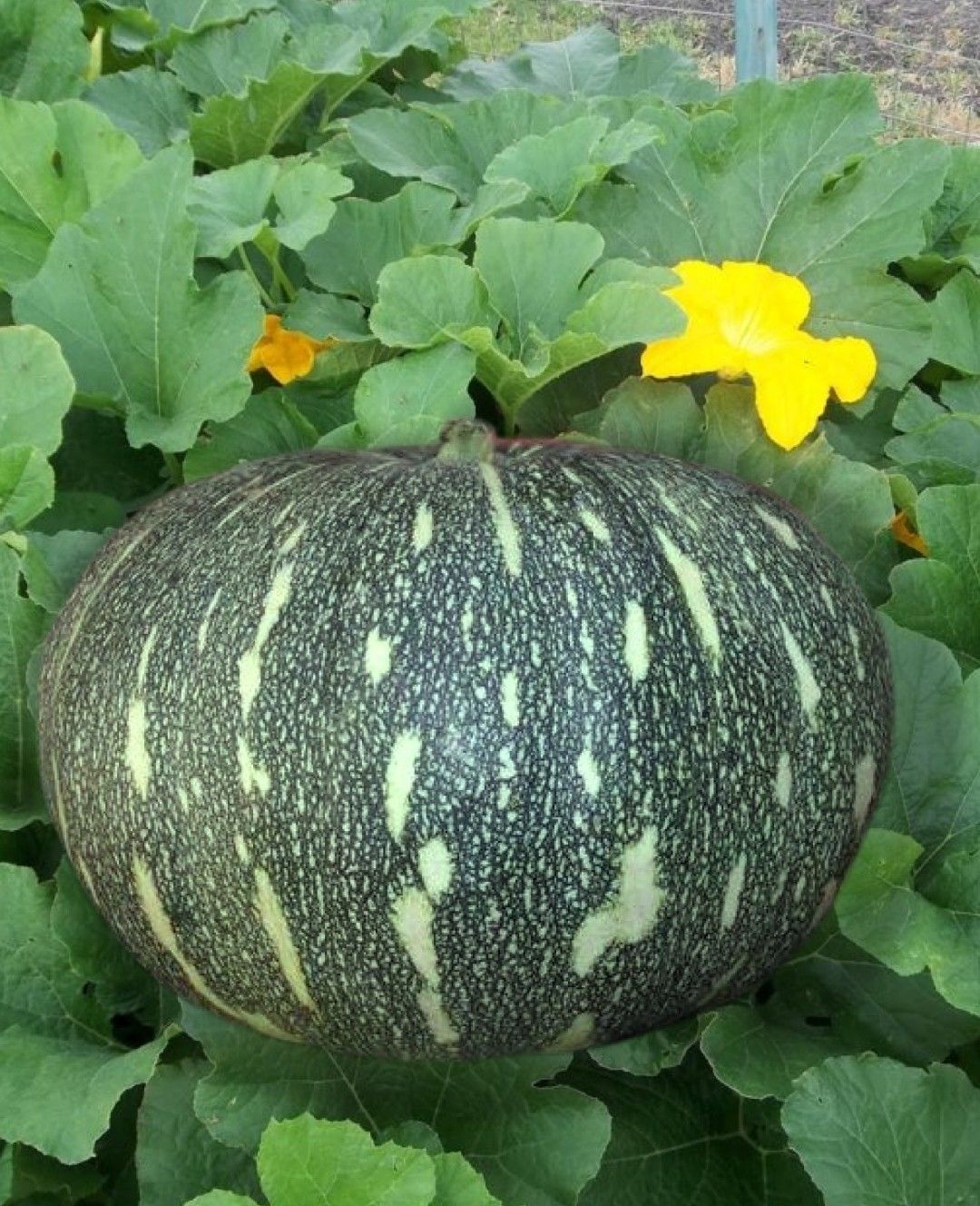 Hybrid Pumpkin - Virat