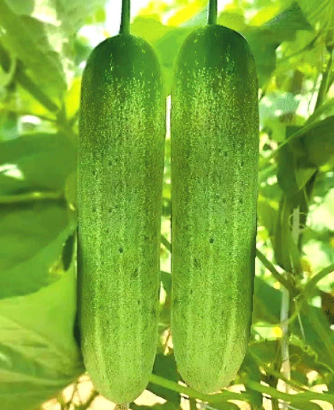 Hybrid Cucumber - Gaurav