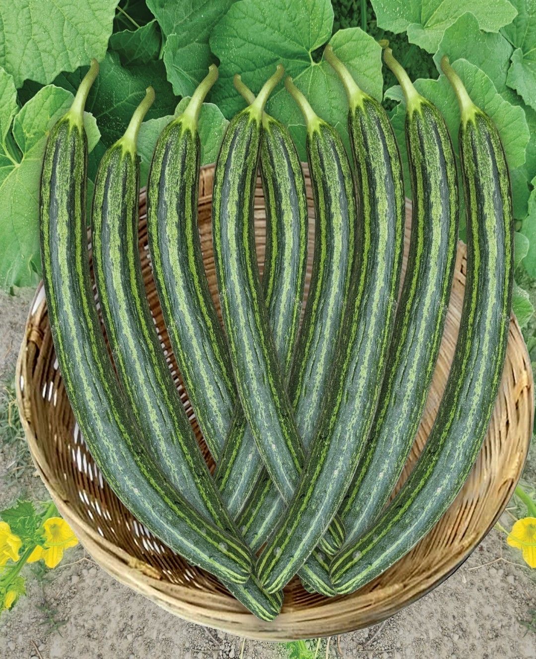 Kakri Tar Arya