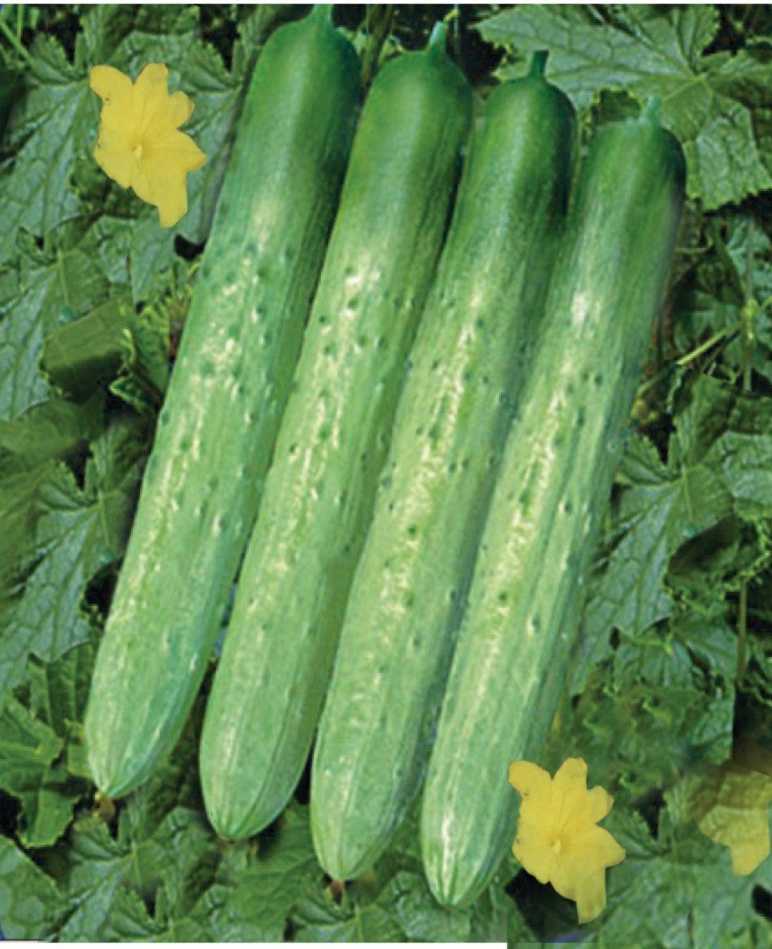 Cucumber F-999
