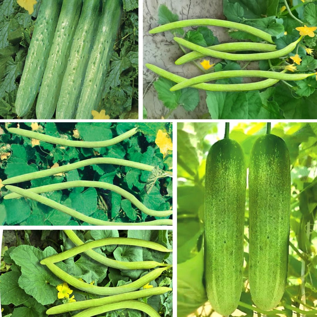 Chandra Arun Crop Science