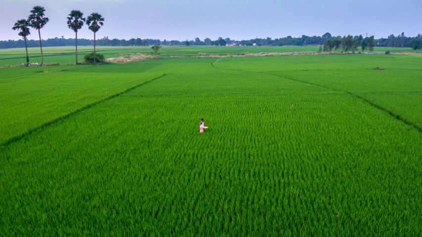 Lush green farm field