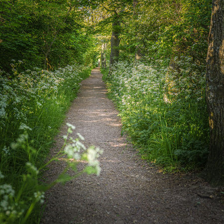 Skattejagt på gule Hven-cykler