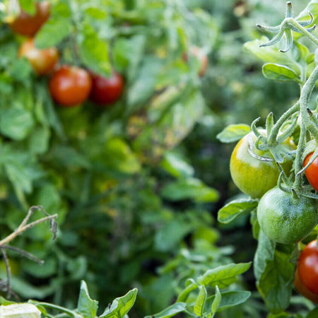 Odla tomater