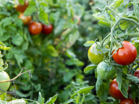 Dyrk tomater