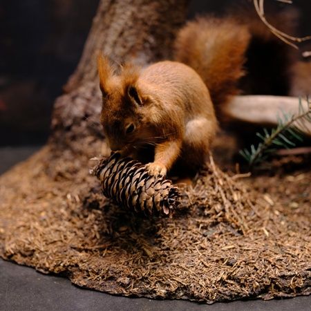 Rundvisning på Naturama