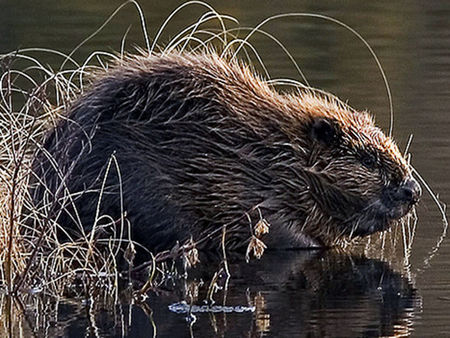 Bäversafari