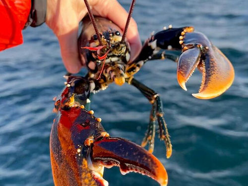 Hummerfiske