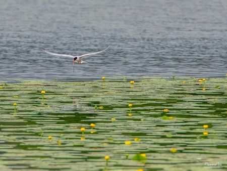 Kreativ workshop – skapa med naturen