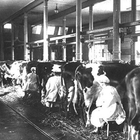 Guidad promenad (Från kossor till kultur)