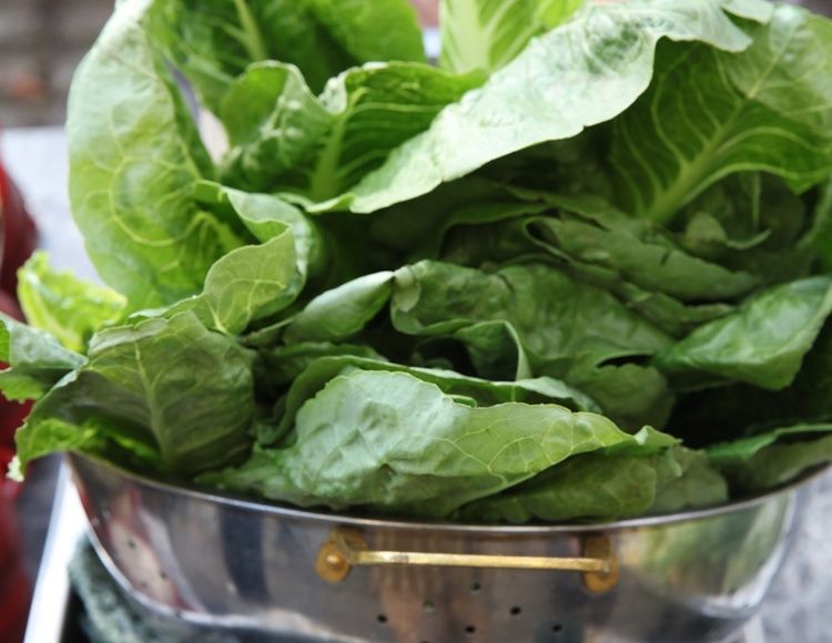 Altid fokus på det sunde