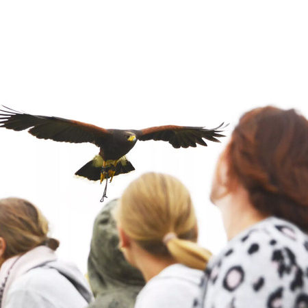 Rovfugle opvisning: Just a break