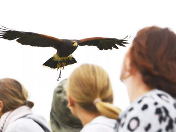 Rovfugle opvisning: Just a break