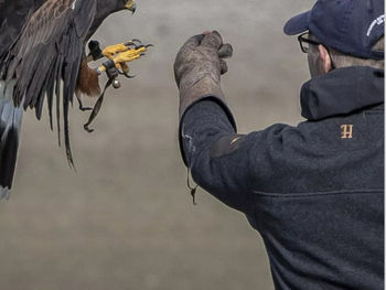 Rovfugle opvisning: More than just a break