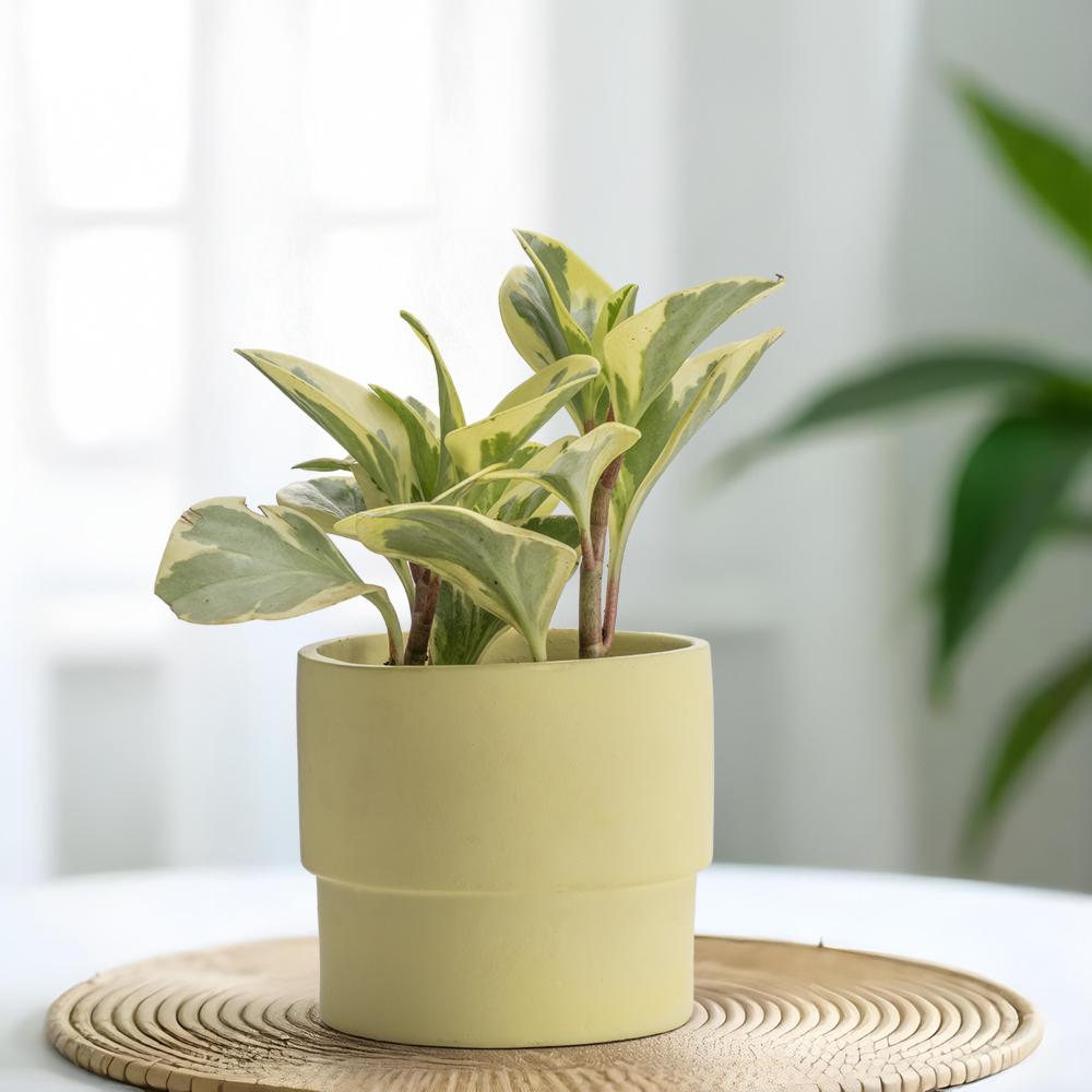 Ceramic Table Top & Floor Planter | Indoor & Outdoor Garden Pot | Lime Green | 5 Inch Pot | Begonia Pot