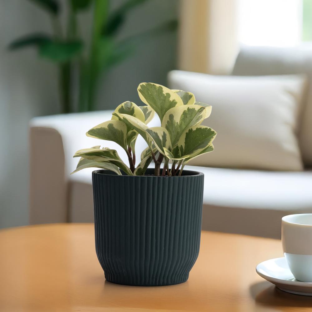 Ceramic Table Top & Floor Flower Pot | Indoor & Outdoor Use | Green | 5.5 Inch Pot | Callisia Planter