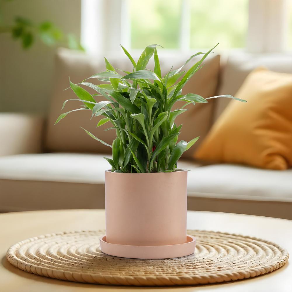 Ceramic Table Top Flower Pot with Tray | Indoor & Outdoor Use | Peach | 5.5 Inch Pot | Echev Pot