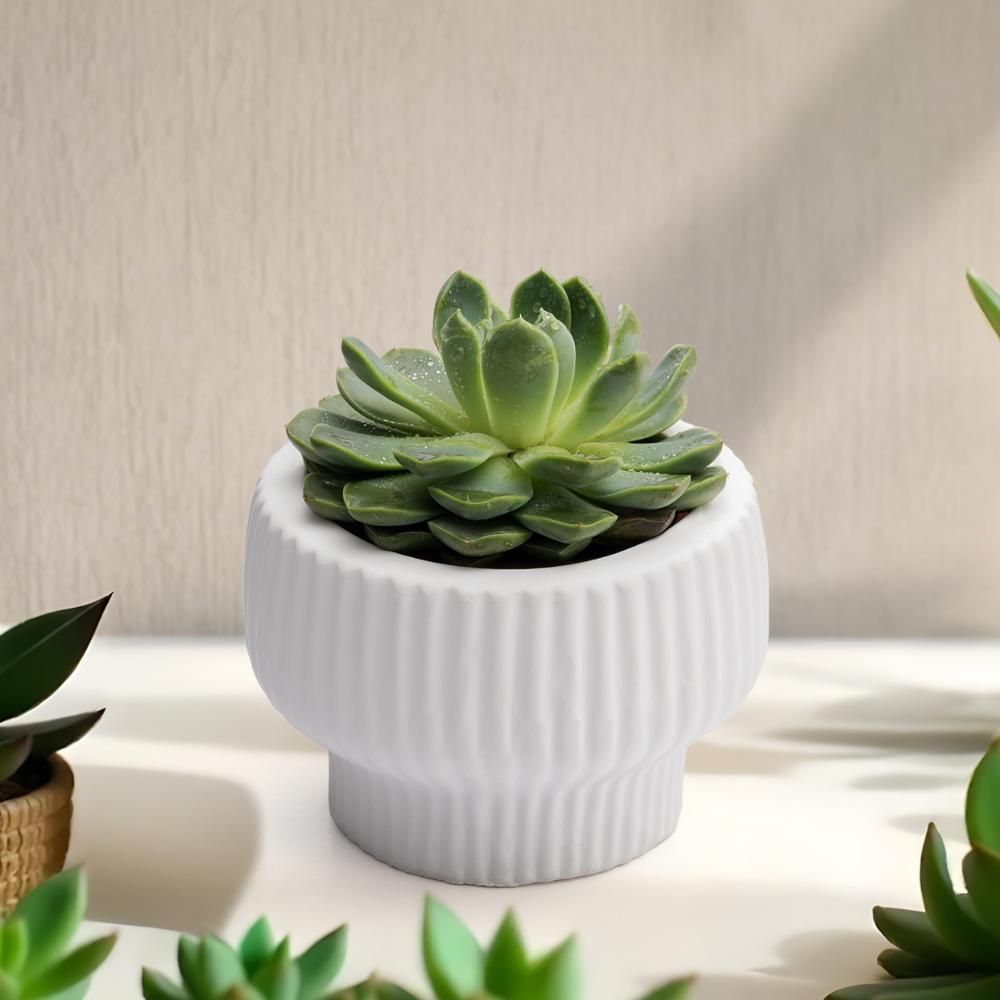 Ceramic Table Top Flower Pot | Indoor & Outdoor Planter | White | 3 Inch Pot | Dracaena Pot