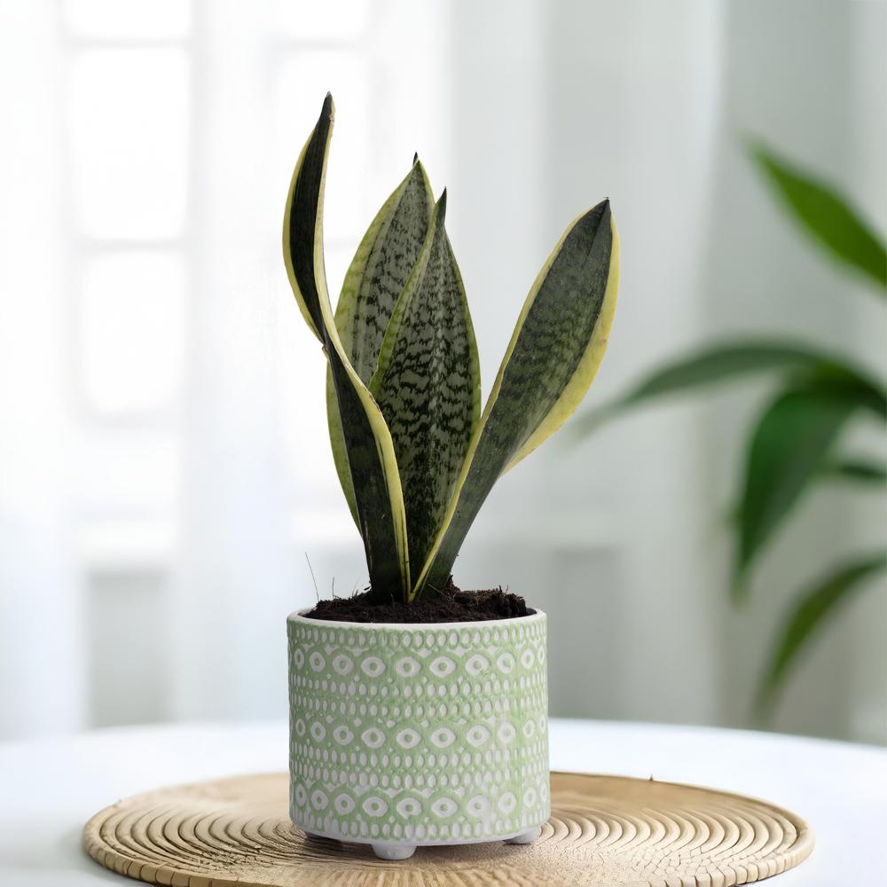 Ceramic Table Top & Floor Planter | Indoor & Outdoor Use | Green | 5 Inch Pot | Maranta Pot