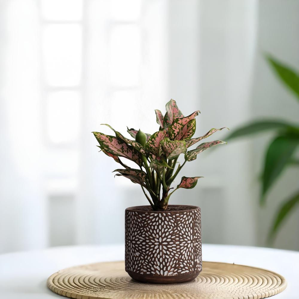 Versatile Ceramic Table Top & Floor Planter | Indoor & Outdoor Garden Pot | Brown | 4.5 Inch Pot | Crypta Pot