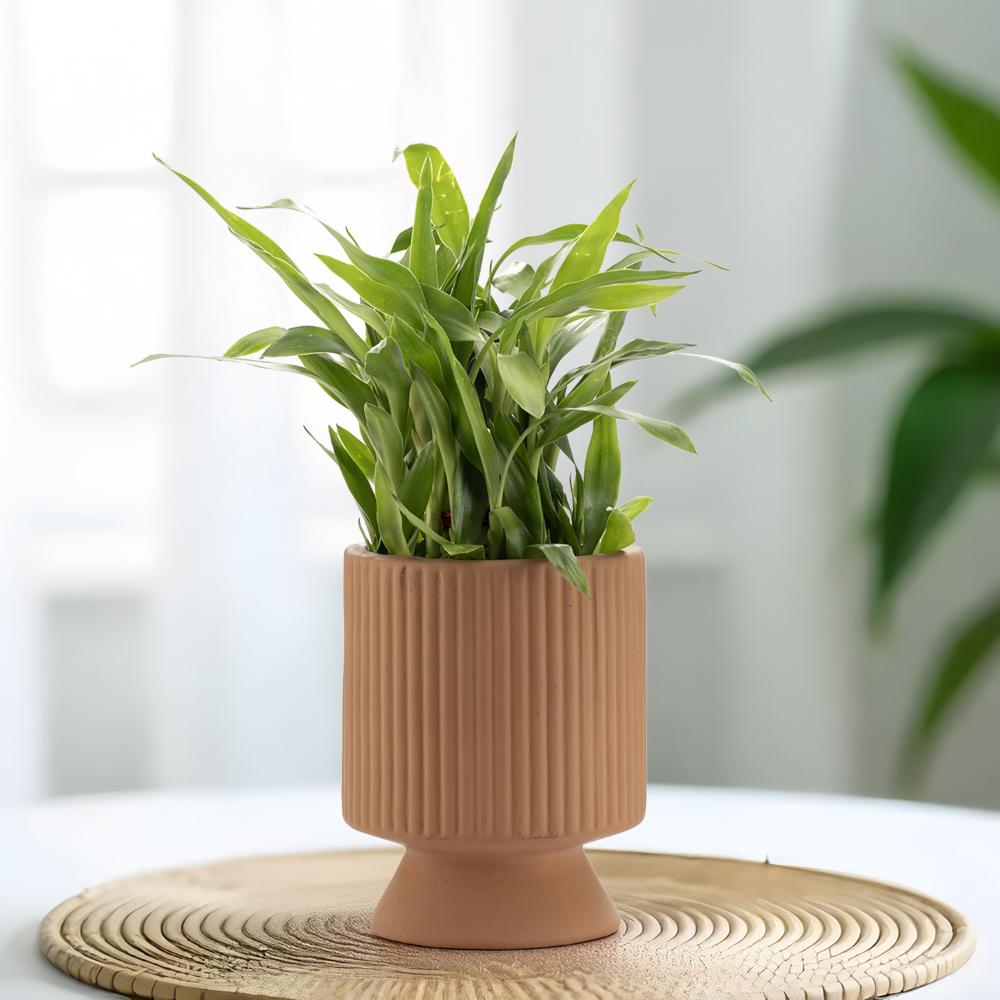 Ceramic Table Top & Floor Planter | Indoor & Outdoor Flower Pot | Brown | 6 Inch Pot | Vanda Pot