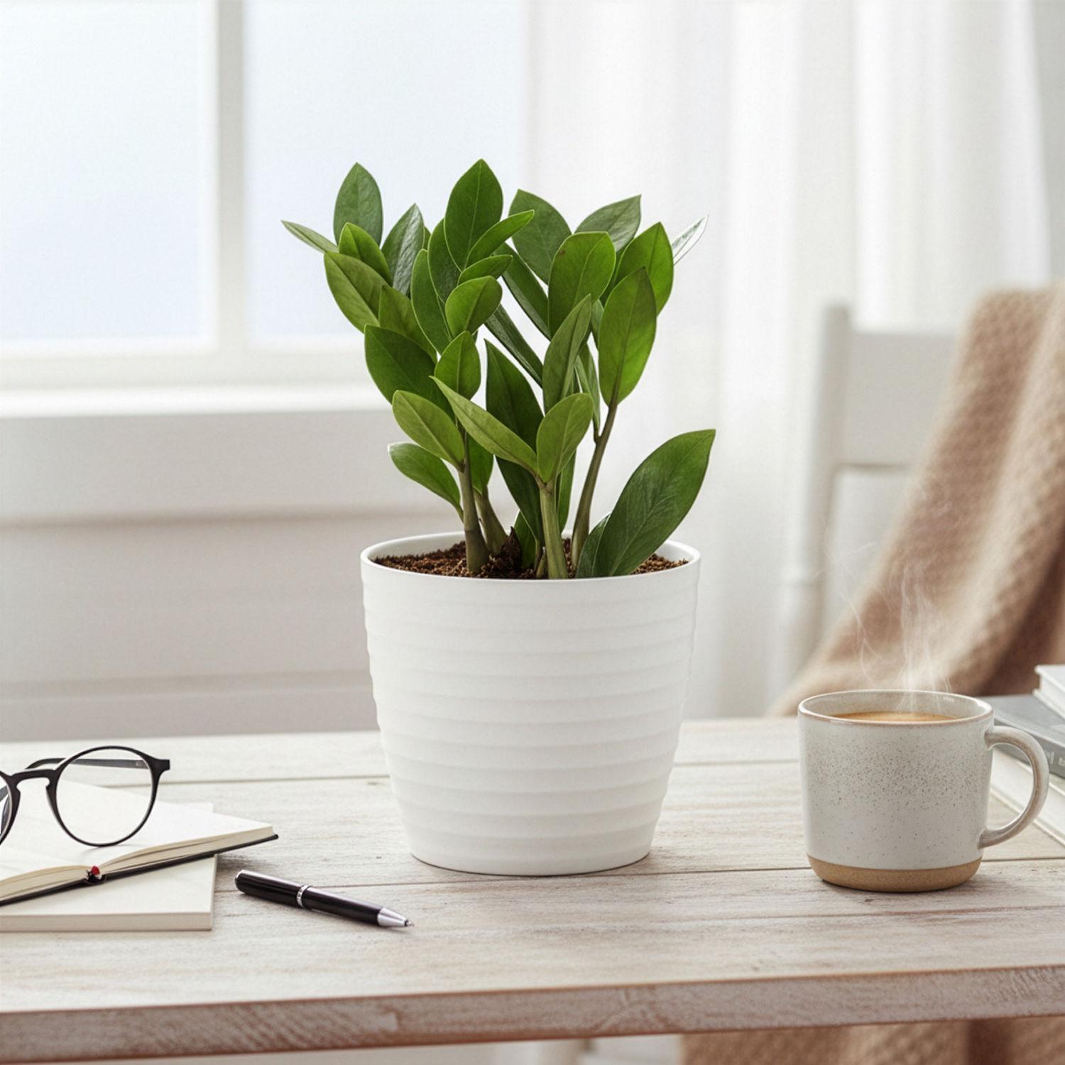 Buy Zz Plant With Box Packaging Online At Best Price In India