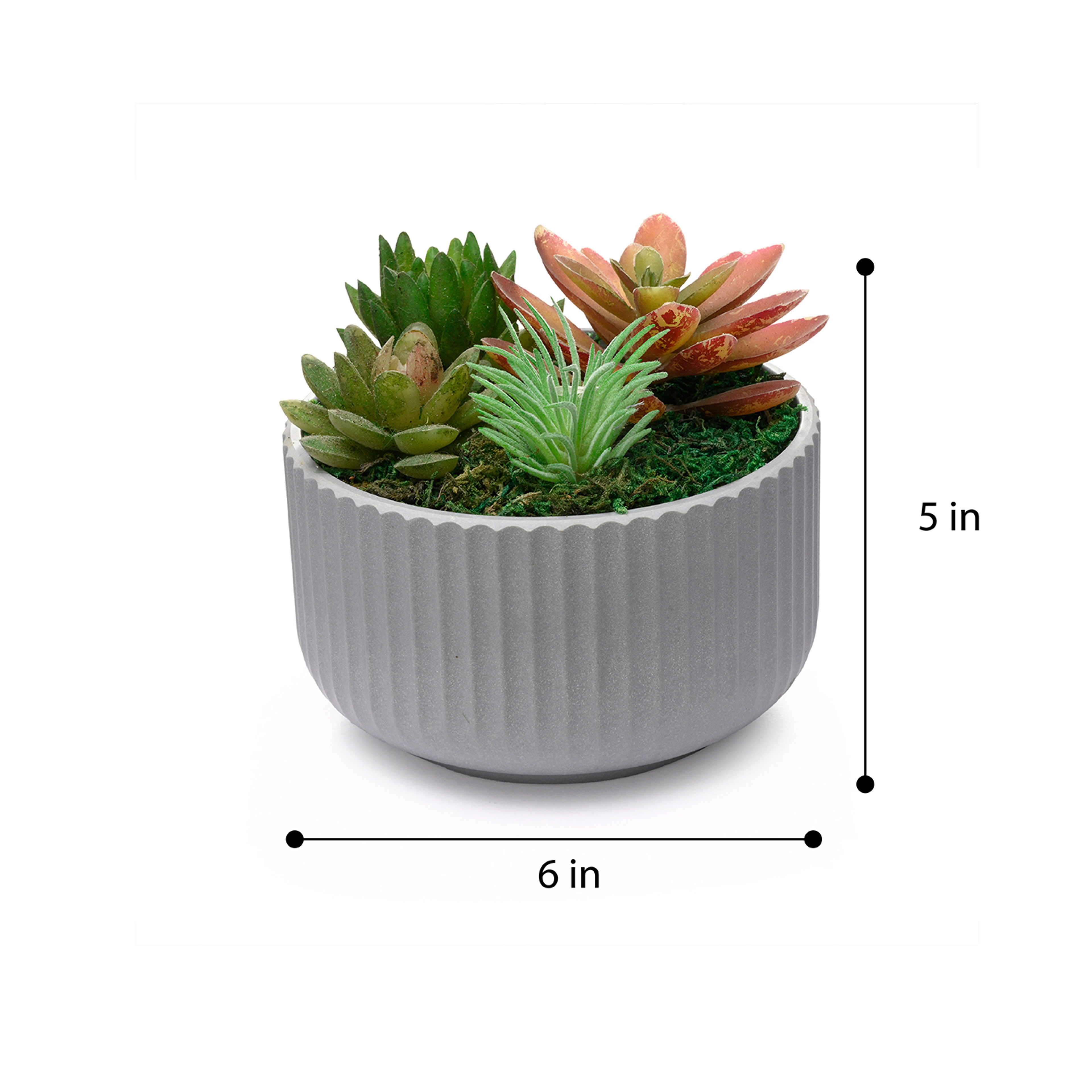 img/npl_raw_images/SucculensNEW/WARPLLAPPMLLGS1/WARPLLAPPMLLGS1_WB_3(1).jpg