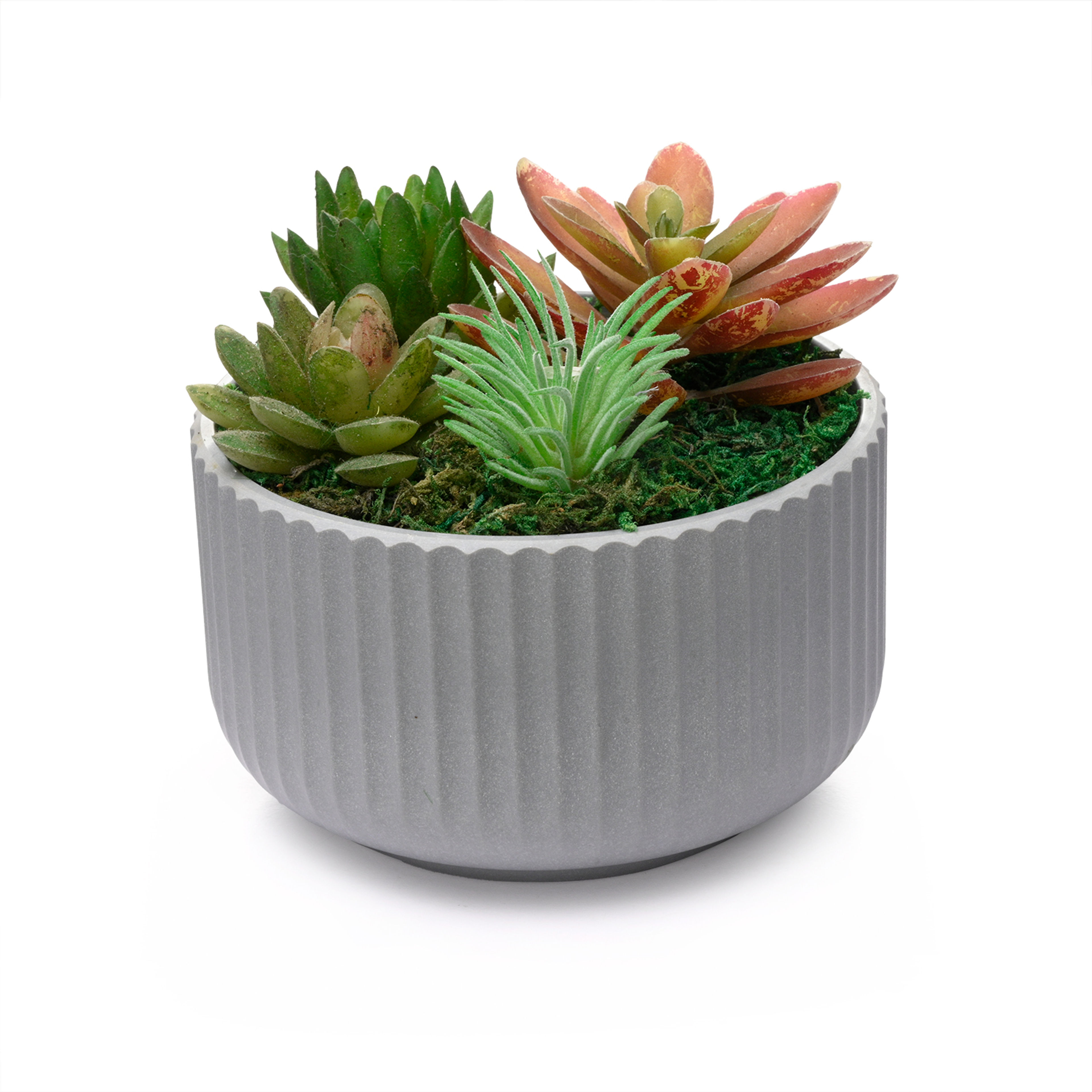 img/npl_raw_images/SucculensNEW/WARPLLAPPMLLGS1/WARPLLAPPMLLGS1_WB_4.jpg