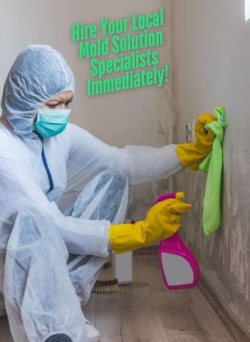 Best Drywall Mold Removal in Curran, MI