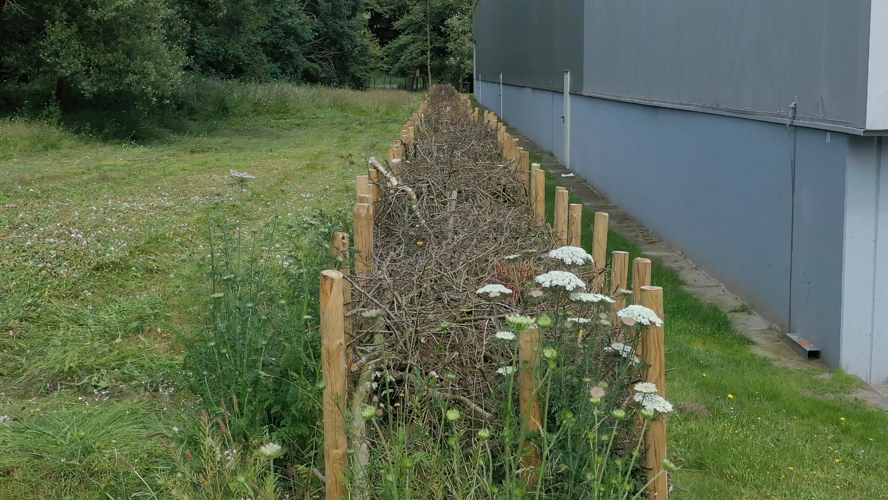 Benjeshecke aus Ästen und Zweigen zwischen Holzpfosten neben einer grauen Industriehalle, umgeben von Wiese und Bäumen