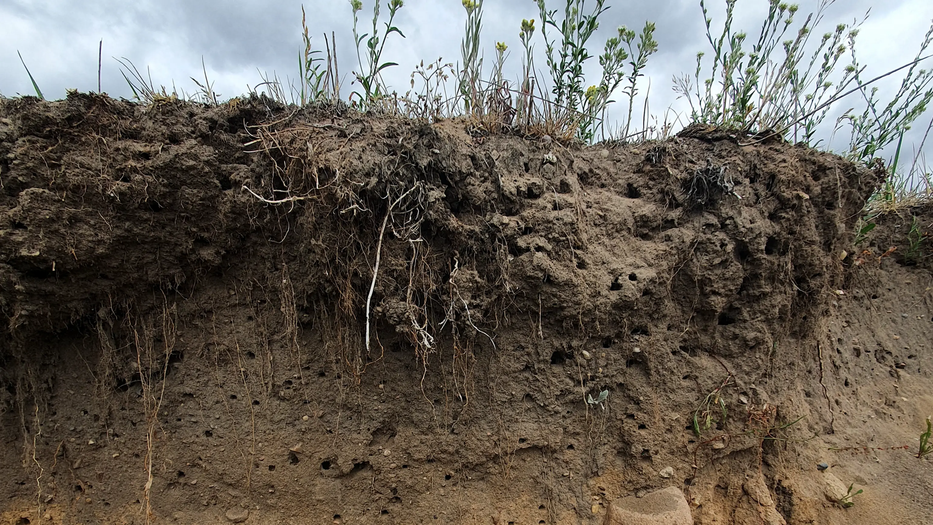 Sandfläche mit Grasbewuchs
