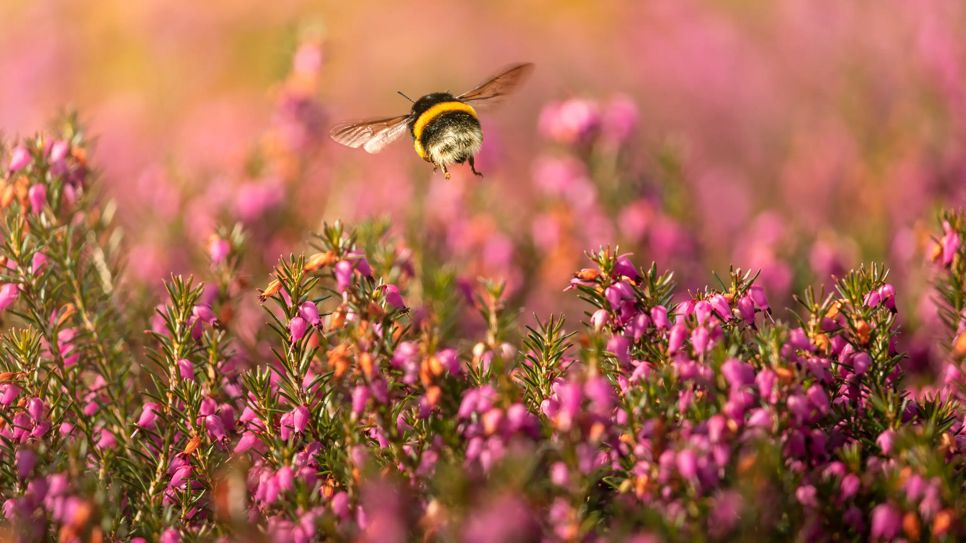 Hummel fliegt über blühende Heidekrautpflanzen mit rosa Blüten