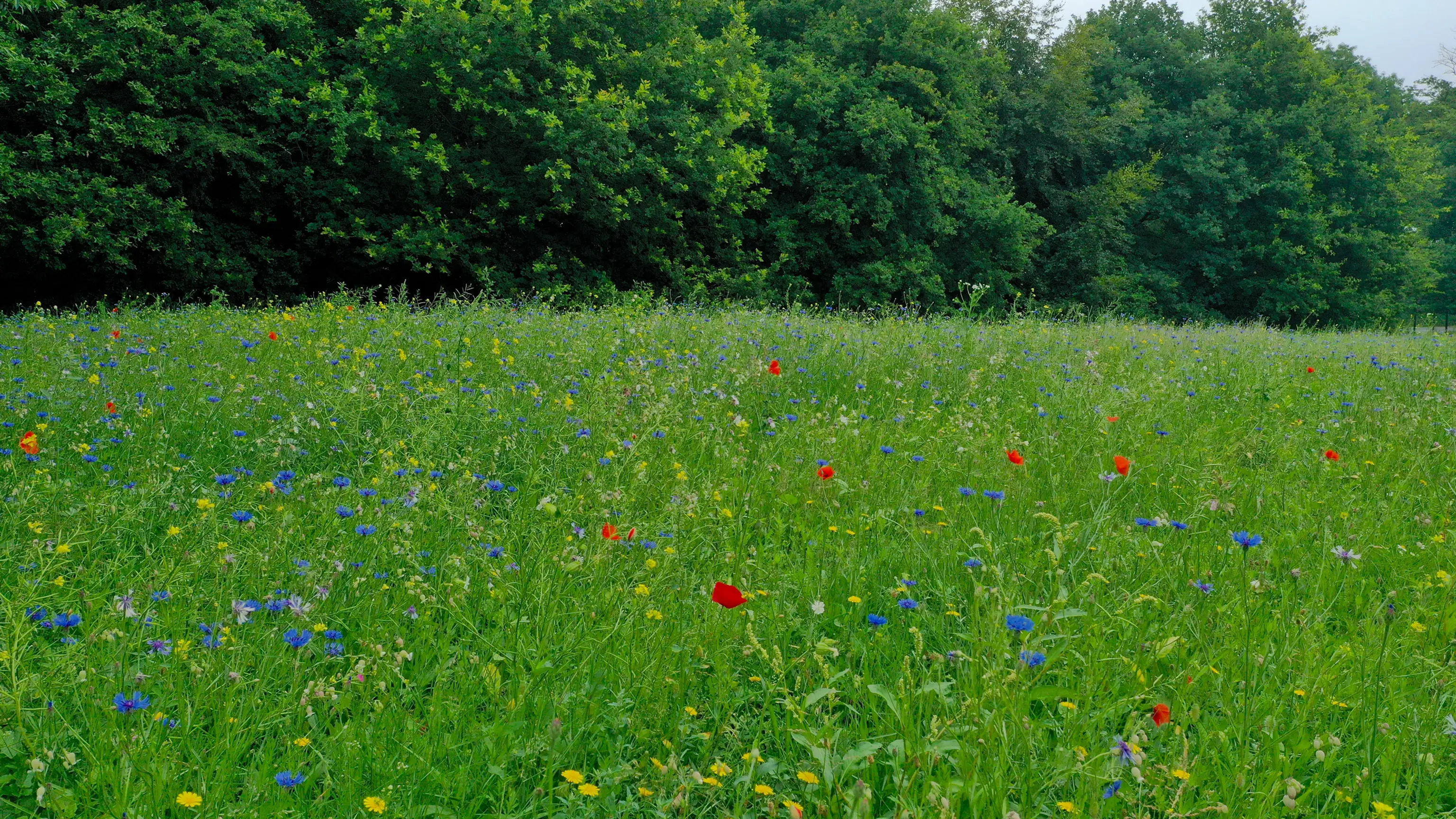 Blumenwiese mit Wildblumen vor einem dichten Wald