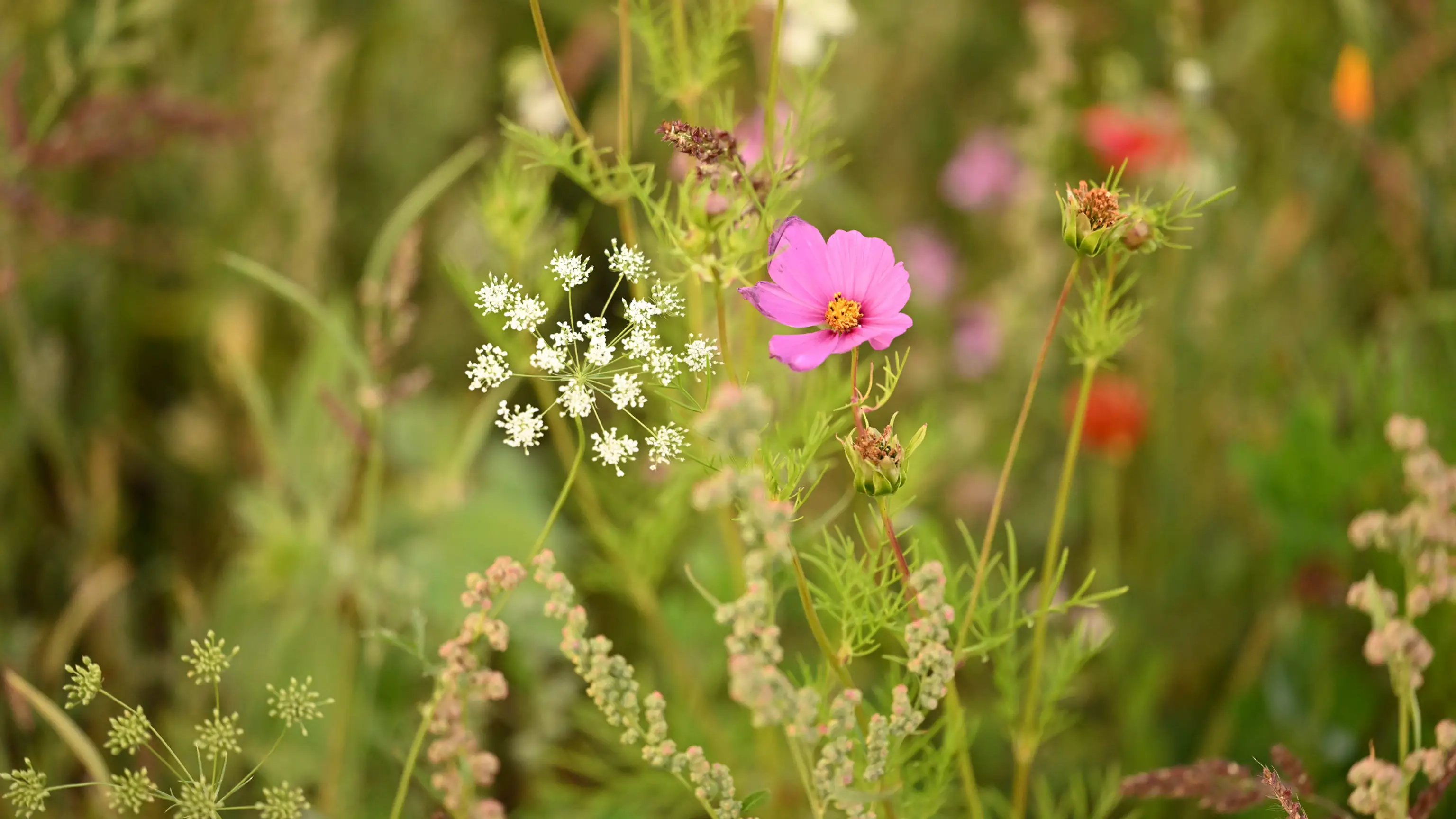 Nahaufnahme von Wildblumen in einem grünen, natürlichen Umfeld