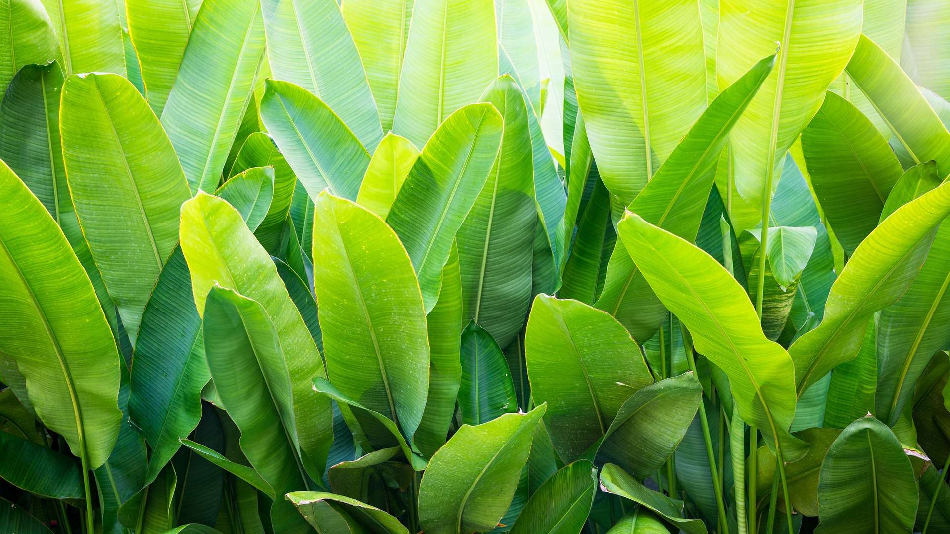 banana-TREES