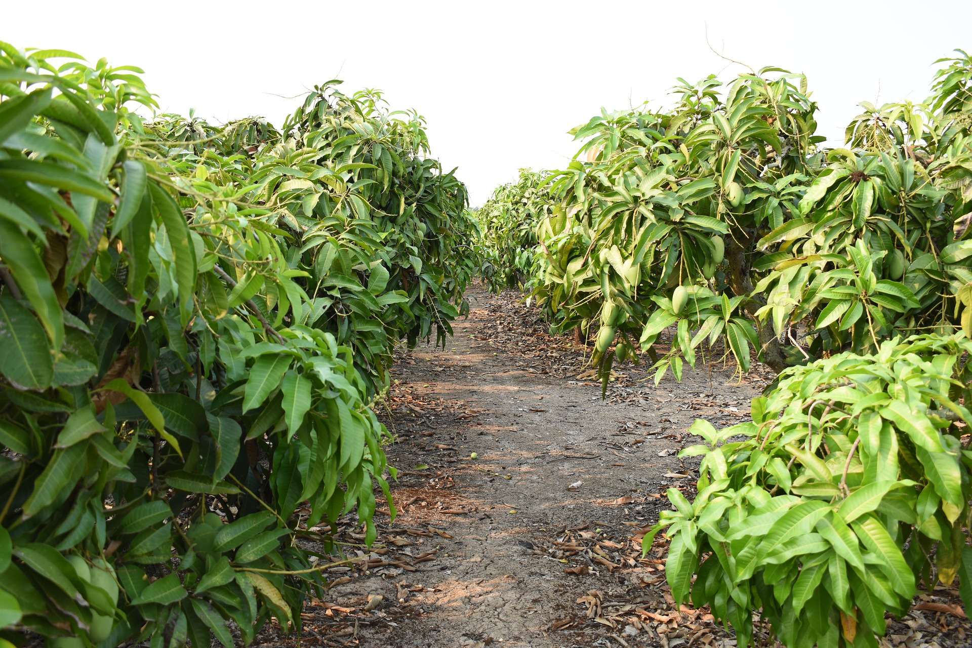 mango garden