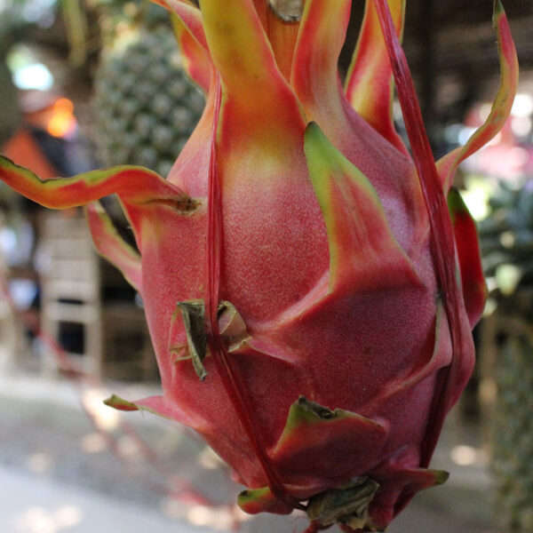 DRAGON FRUIT PLANT SUPPLIER IN INDIA