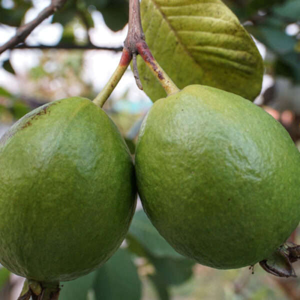 Guava Plants Supplier from West Bengal